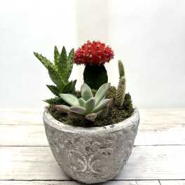 Succulent arrangement in a textured gray pot with a red cactus centerpiece