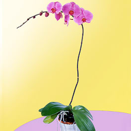 Lavender Phalaenopsis Orchid
