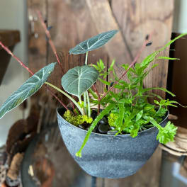 Mixed houseplant arrangement with broad dark green leaves and ferns in a gray bowl planter.