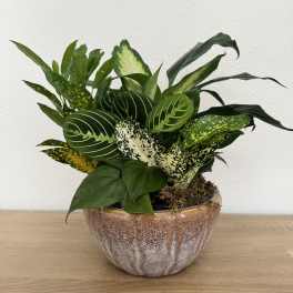 Potted tropical foliage arrangement in a ceramic bowl