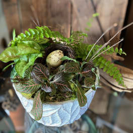 Potted arrangement of assorted foliage plants with a bird nest and speckled egg in a white ceramic bowl.