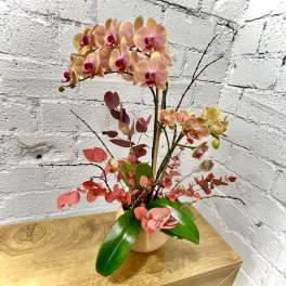 Pink and peach orchids arranged in a vase with red foliage