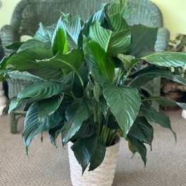 Potted green houseplant with broad glossy leaves in a white woven planter