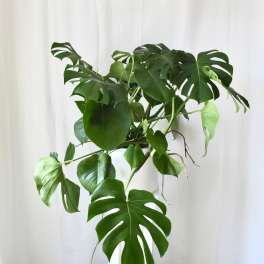 Monstera plant with large split green leaves