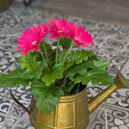 Gerbera Tin Watering