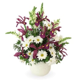 White daisies and purple iris in a white vase