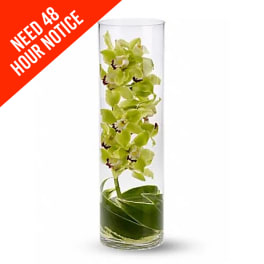Green orchid stems in a tall clear glass vase