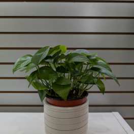 Potted green houseplant in a beige ceramic planter