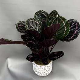 Potted calathea plant with dark patterned leaves in a white textured pot