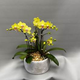 Yellow orchids in a gray pot with pebbles