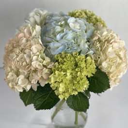 Hydrangea bouquet in a clear glass vase with blue, cream, and green blooms