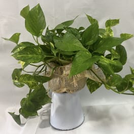 Pothos Plant