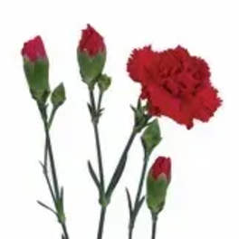 Red carnations with long stems on a white background