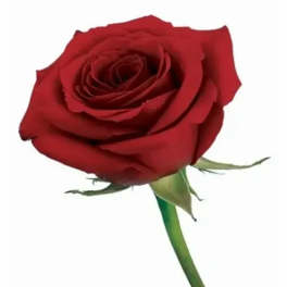 Single red rose on a white background