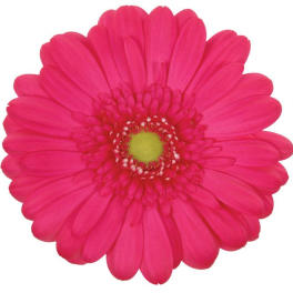 Close-up of a bright pink gerbera daisy bloom