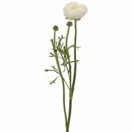 Single white ranunculus stem with buds on a white background
