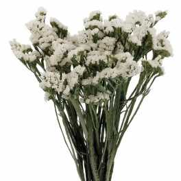 Bundle of white statice flowers with long green stems