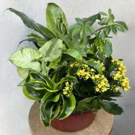 Potted arrangement of green foliage with small yellow flowers