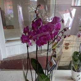 Potted purple orchids wrapped in clear plastic