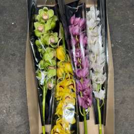 Boxed orchid stems in green, yellow, purple, and white.