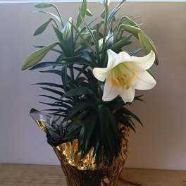 Potted lily plant with white blooms and buds in gold foil wrap