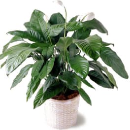 Potted peace lily plant with white blooms in a woven white container