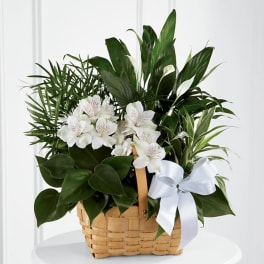 White flowers and green plants arranged in a wicker basket with a white ribbon