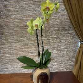 Phalaenopsis Orchid in Brushstroke Pot