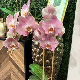 Phalaenopsis Orchid in the Cala Pot with Stand