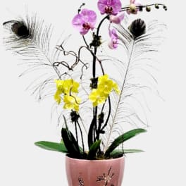 Potted orchid arrangement with pink and yellow blooms