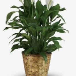 Potted peace lily in a woven basket planter
