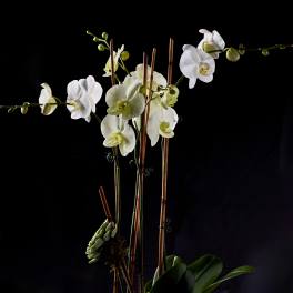 White orchids arranged in a black textured pot with a succulent accent