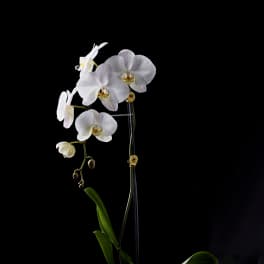 White orchids in a gold vase with a succulent base