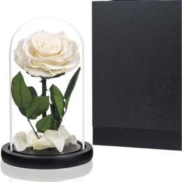 White rose under a glass dome with a black base and gift box