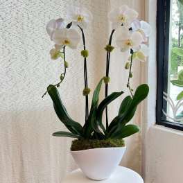 White orchids in a white pot with moss and dark support stakes