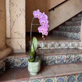 Potted pink orchid with a single arching stem