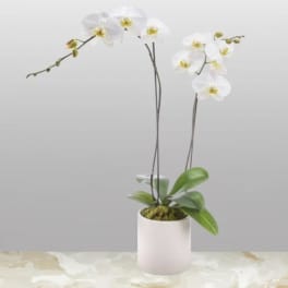 Potted white orchid plant with tall arching stems in a white cylinder pot