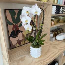 White orchid arrangement in a textured white pot