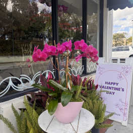 Pink orchid arrangement in a pastel vase beside a Valentine’s Day sign