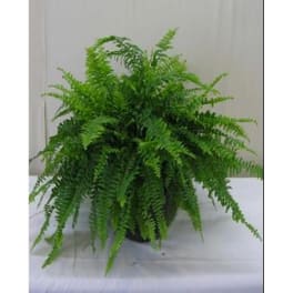 Potted fern plant with arching fronds