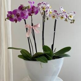 Two orchid plants with purple and white spotted blooms in a white pot