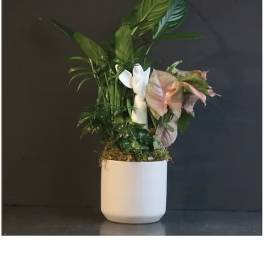 Potted tropical plant arrangement in a white ceramic pot