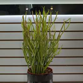 Potted succulent plant with tall green stems in a black ribbed planter