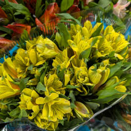 Bouquet of yellow alstroemeria flowers wrapped in clear plastic