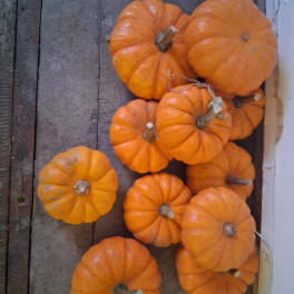 A pile of small orange pumpkins on a wooden floor