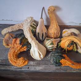 Assorted decorative gourds in orange, white, and green tones