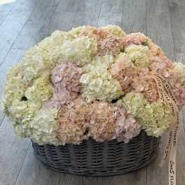 Hydrangea pink, white