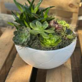 Succulent arrangement in a white bowl planter