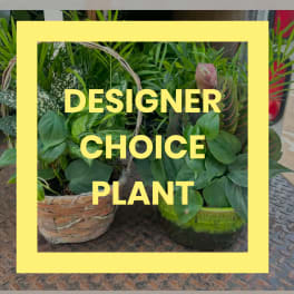 Assorted green potted plants in a basket and ceramic pot with yellow frame and text overlay.