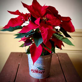 Red poinsettia plant in a rustic metal bucket with a red truck graphic on a wooden table.